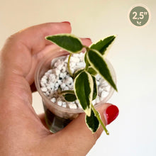 Load image into Gallery viewer, Hoya Bella Albomarginata 🐾
