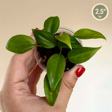 Charger l'image dans la galerie, Philodendron cordatum
