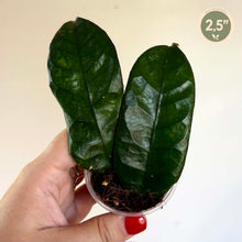 Load image into Gallery viewer, Hoya Globulosa 🐾
