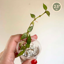 Load image into Gallery viewer, Hoya Lacunosa 🐾
