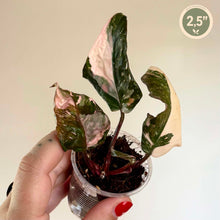 Load image into Gallery viewer, Red Anderson Philodendron
