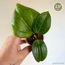 Load image into Gallery viewer, Hoya Latifolia Sarawak 🐾
