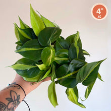 Charger l'image dans la galerie, Philodendron Brazil
