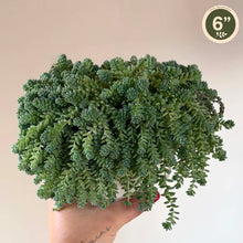 Load image into Gallery viewer, Succulente Sedum Dasyphyllum Major, feuillage vert en rosettes denses, retombant
