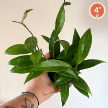 Charger l'image dans la galerie, Plante Hoya Pubicalyx 🐾 en pot, feuilles vertes épaisses, taille 4 pouces

