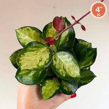 Load image into Gallery viewer, Plante Hoya Australis Lisa, feuilles vertes panachées, tiges pourpres et boutons rouges.

