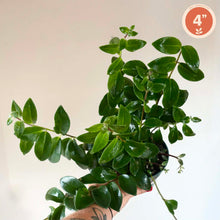 Charger l'image dans la galerie, Plante d’intérieur en pot, feuilles vert foncé, taille 4 pouces
