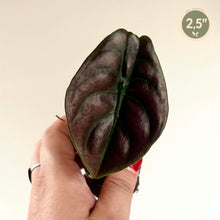 Charger l'image dans la galerie, Alocasia cuprea – Red Secret
