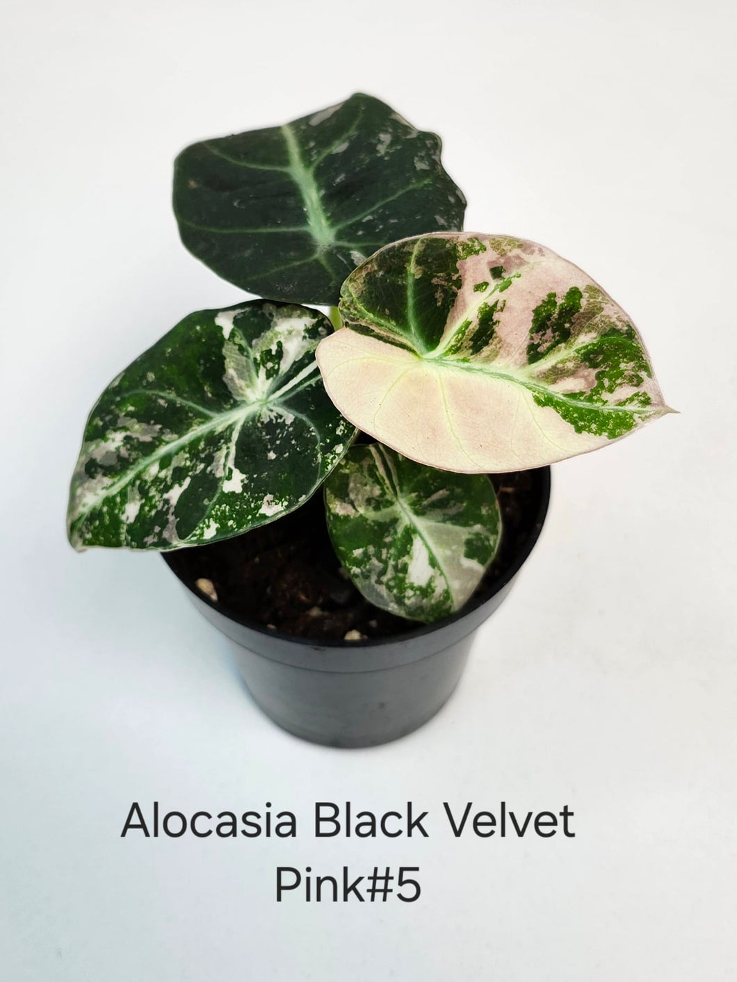 Alocasia black velvet pink #5