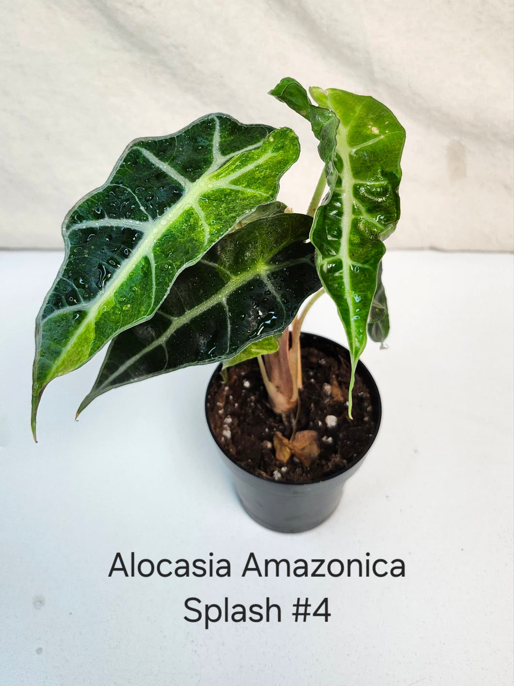 Alocasia Amazonica aurea splash #4