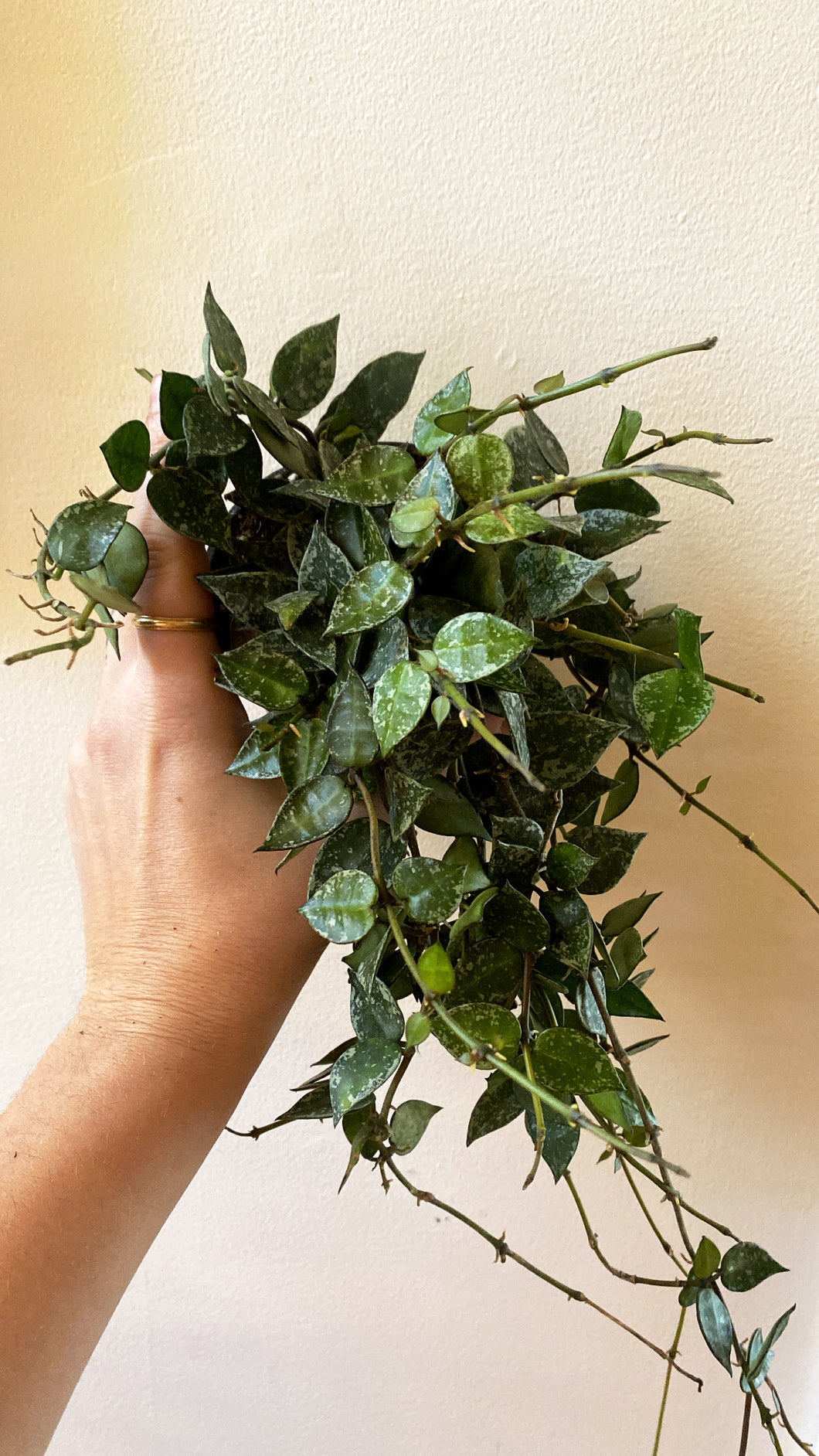 Hoya khroniana splash⭐️