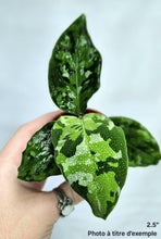 Load image into Gallery viewer, Aglaonema pictum tricolor
