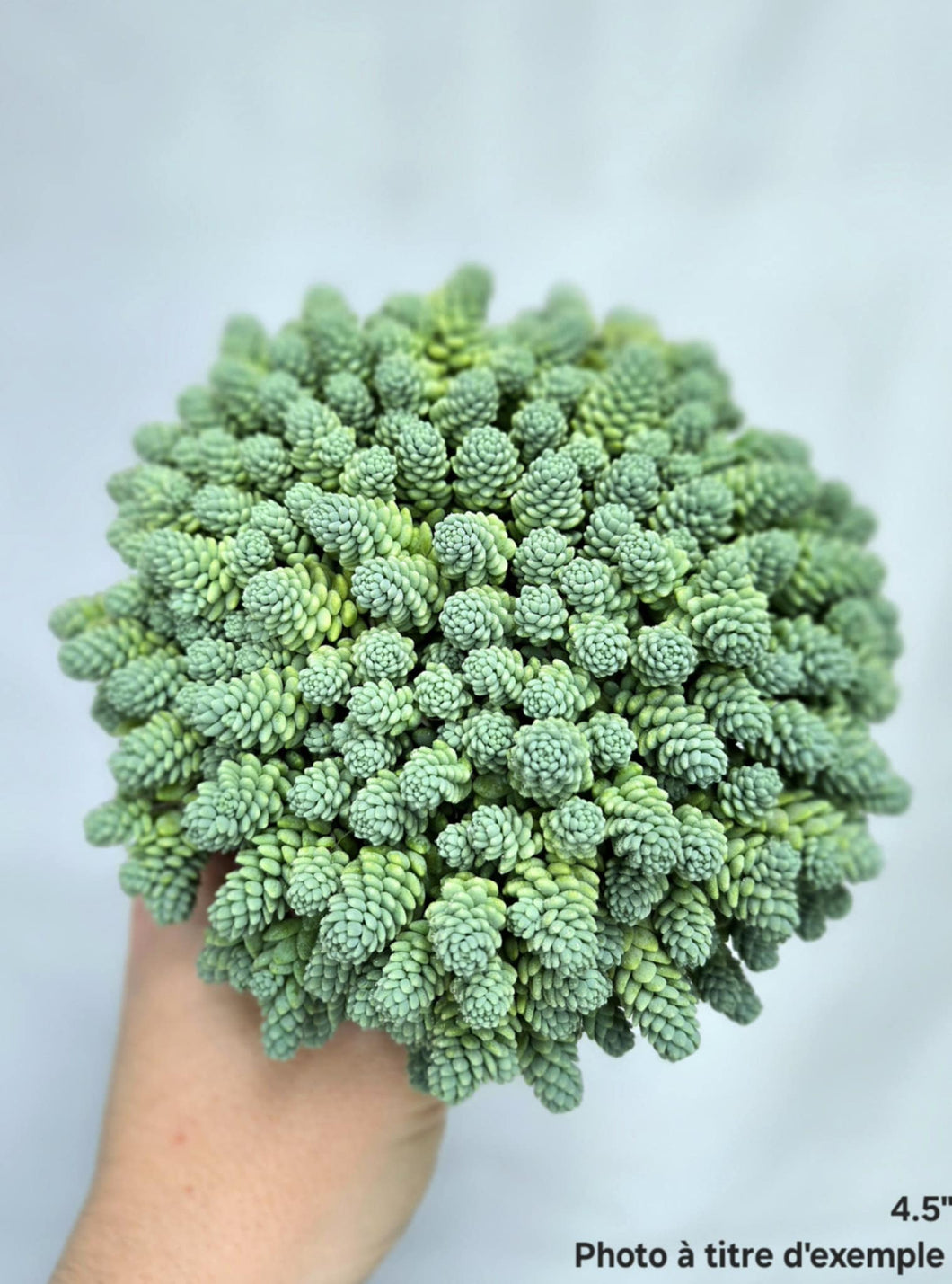 Blue sedum ⭐️