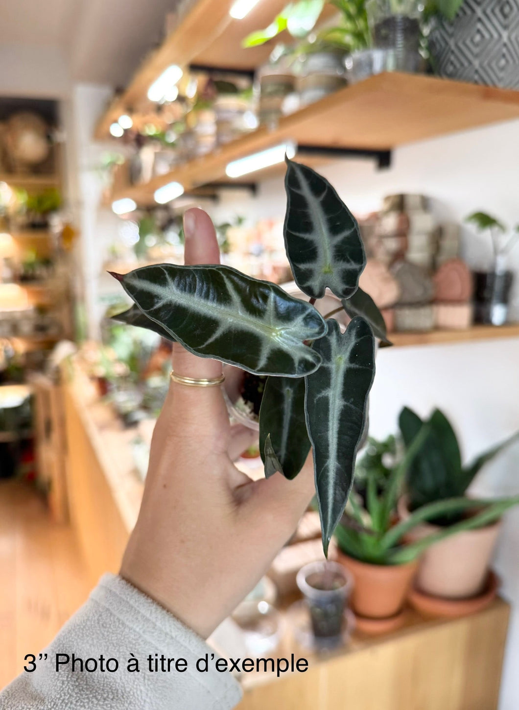 Alocasia bambino
