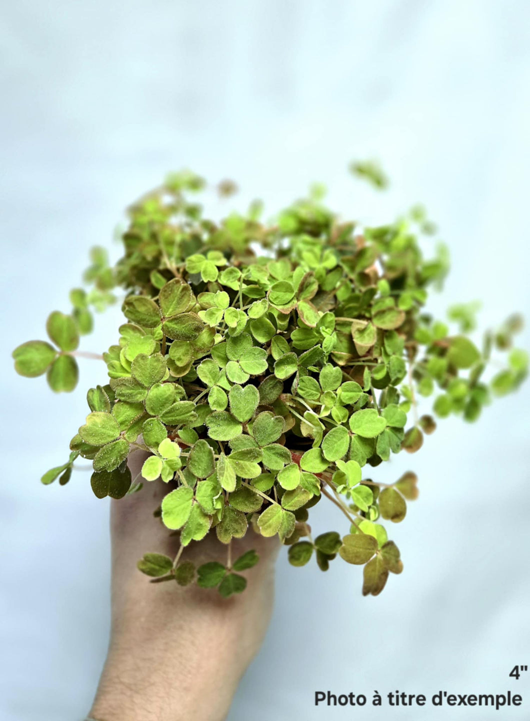 Oxalis