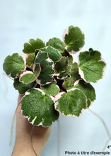 Load image into Gallery viewer, Begonia saxifraga strawberry
