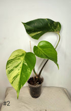 Charger l&#39;image dans la galerie, Monstera aurea
