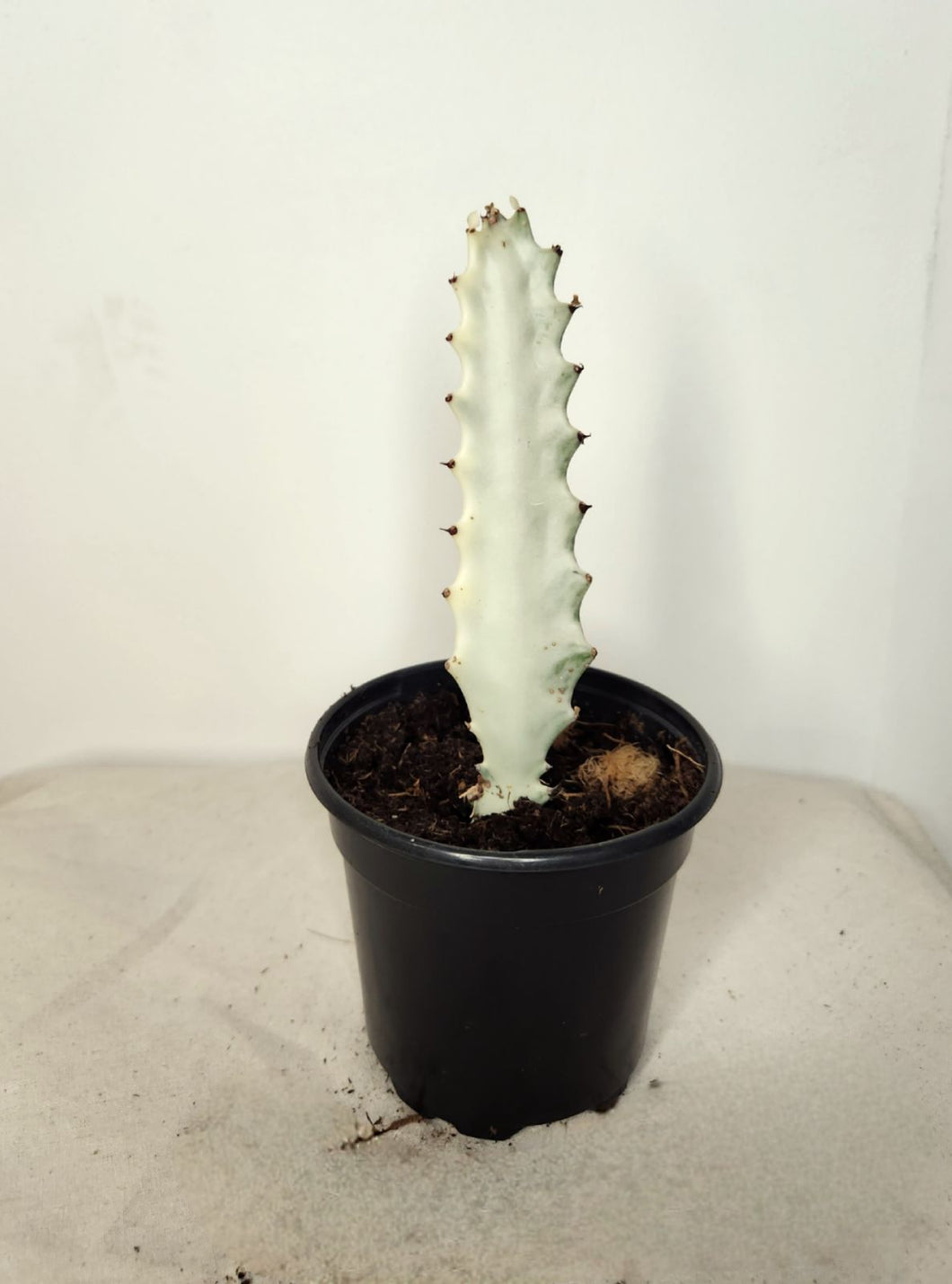 Euphorbia ghost trigona