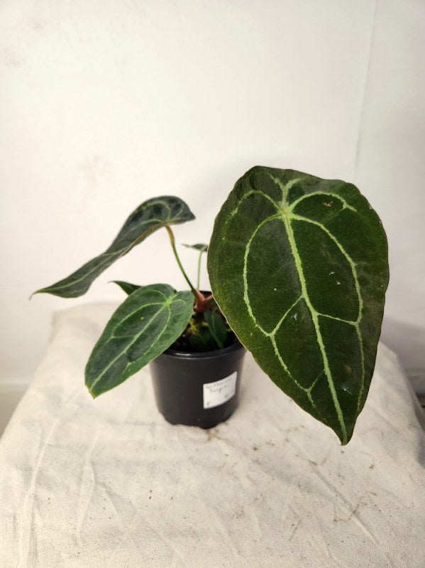 Anthurium forgetii