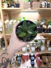 Charger l'image dans la galerie, Hoya chouke ⭐️
