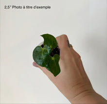 Load image into Gallery viewer, Anthurium Papi Hybrid X AOS
