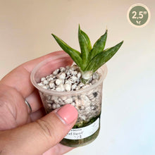 Charger l'image dans la galerie, Sansevieria cylindrica — Boncel Swirl
