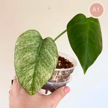Charger l'image dans la galerie, Monstera Full Mint

