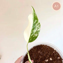 Charger l'image dans la galerie, Monstera Albo
