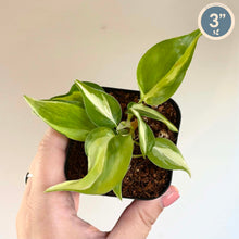 Charger l'image dans la galerie, Philodendron Cream Splash
