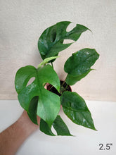 Charger l&#39;image dans la galerie, Monstera ginny

