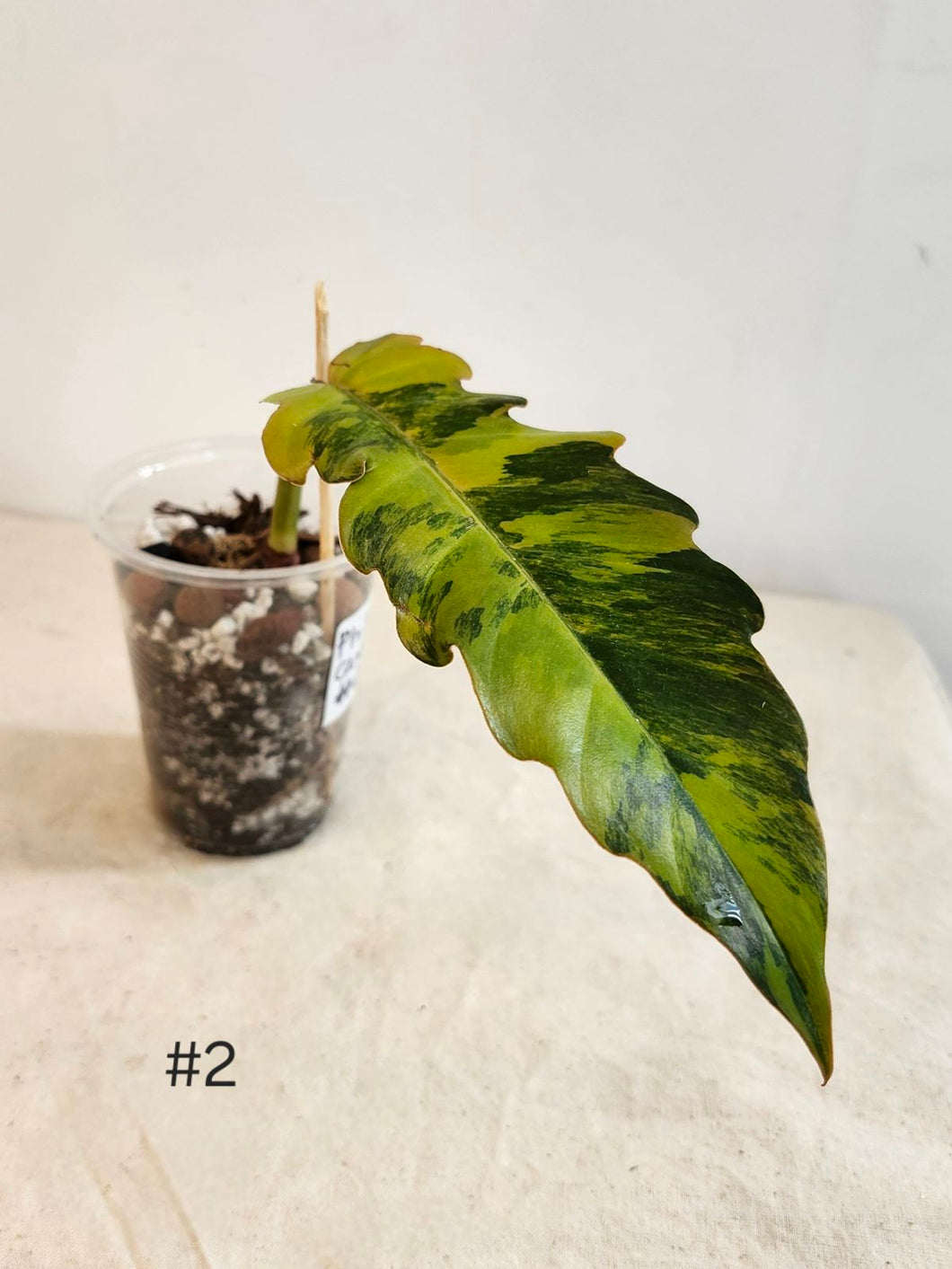 Philodendron caramel marble #2