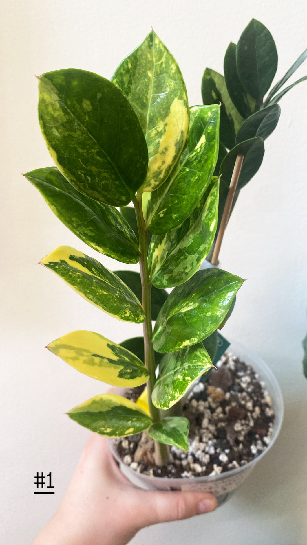 Zz plant variegata #1