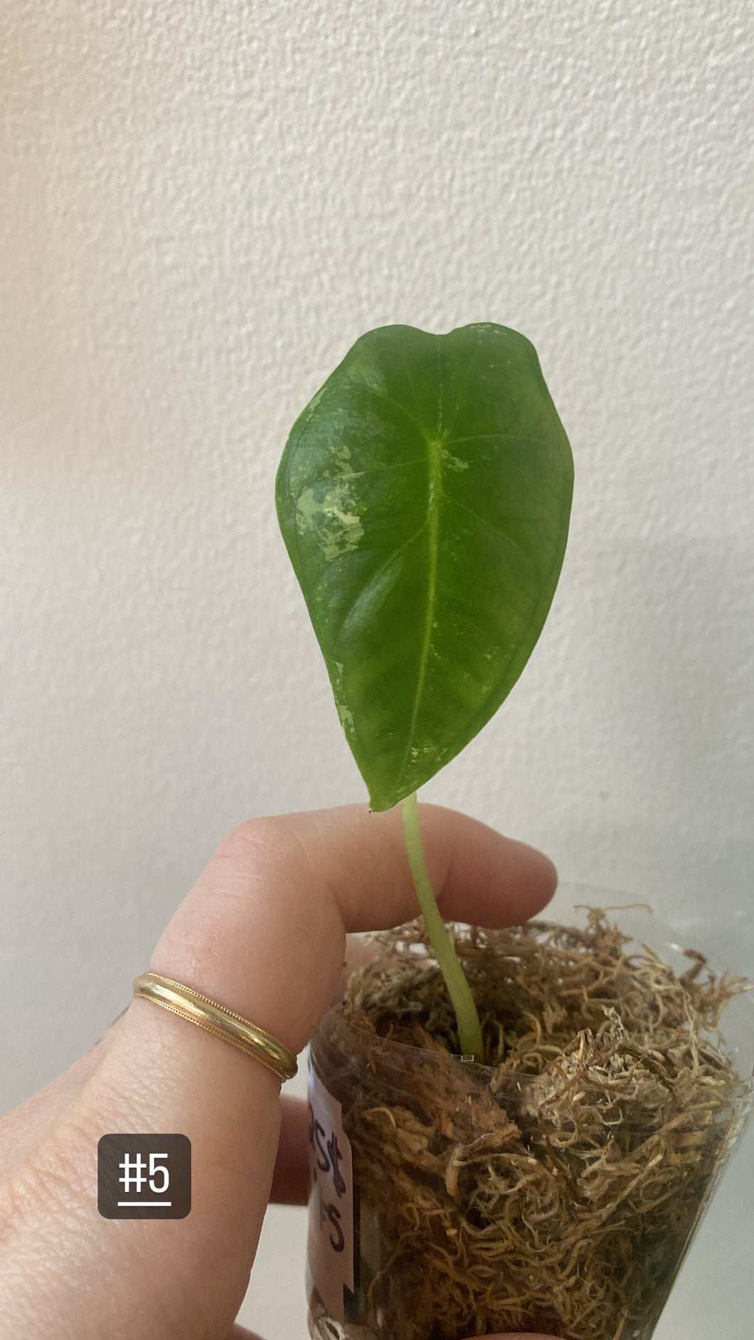 Alocasia frydek variegata #5