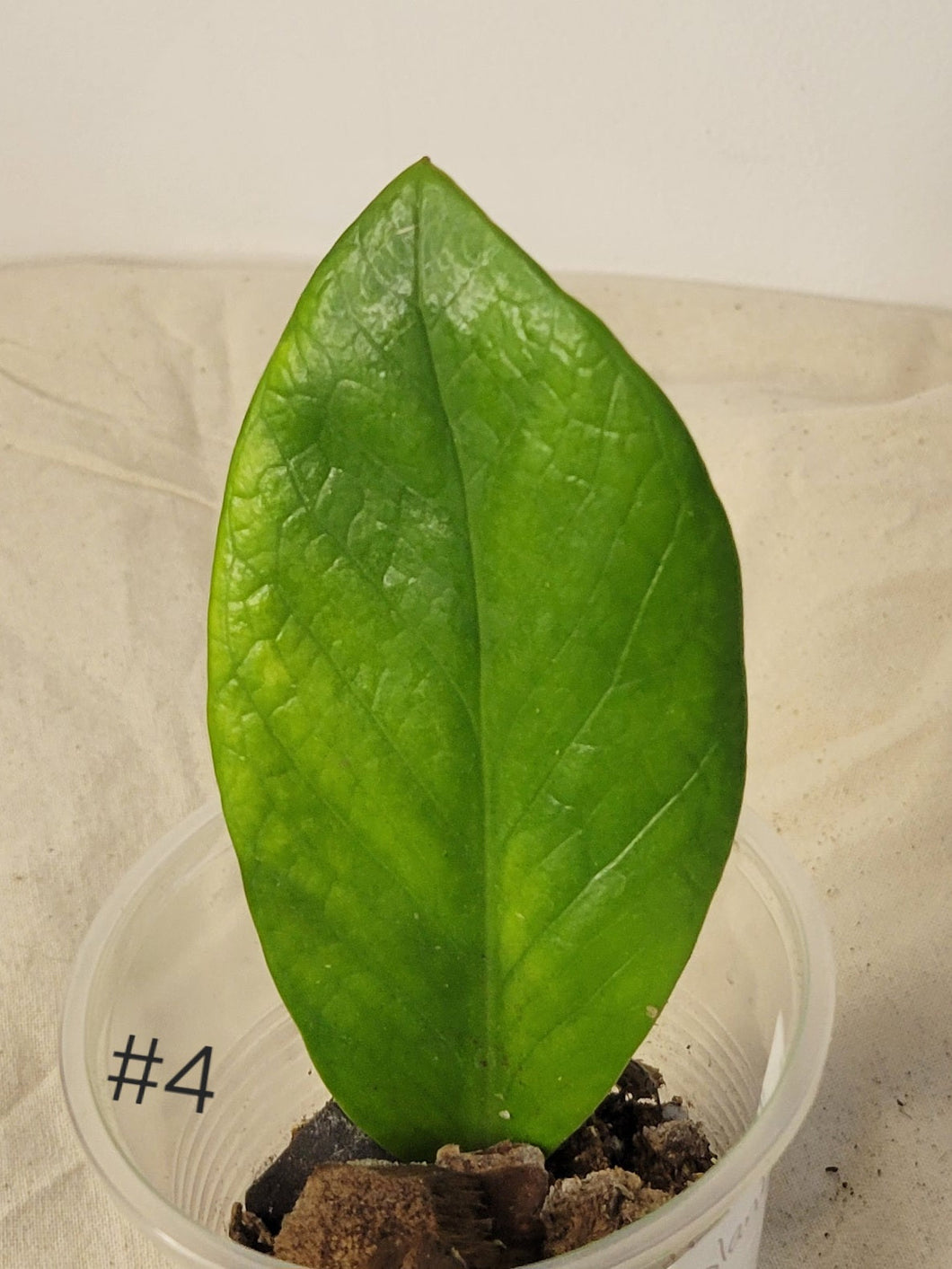 Zz plant variegata #4