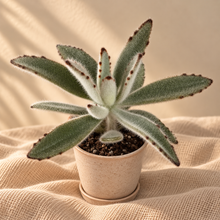 Charger l'image dans la galerie, Plante panda Kalanchoe aux feuilles duveteuses vert sombre dans un pot beige
