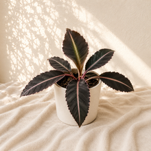 Charger l'image dans la galerie, Labisia pumila 'Electric Pink' en pot, feuilles sombres nervurées de rose
