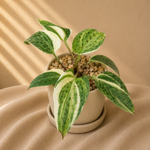 Charger l'image dans la galerie, Ledebouria Petiolata Maculata Variegata
