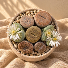 Load image into Gallery viewer, Composition de lithops en forme de pattes, dans un petit pot avec pierres décoratives
