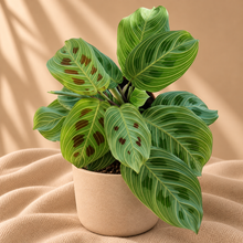 Charger l'image dans la galerie, Maranta — Light Veins 🐾
