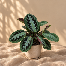 Charger l'image dans la galerie, Maranta massangeana noire 🐾
