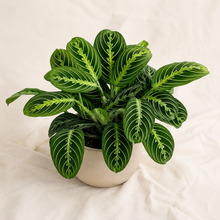 Charger l'image dans la galerie, Plante Maranta lemon lime en pot, feuilles vertes à nervures claires.
