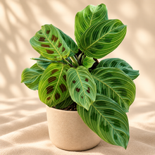 Load image into Gallery viewer, Maranta en pot : feuilles vertes à nervures claires, pot beige en céramique
