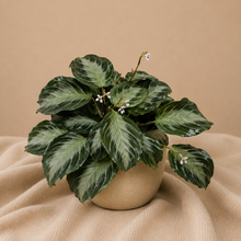 Load image into Gallery viewer, Plante Maranta Silver Band à feuilles vertes veinées d’argent, en pot beige.
