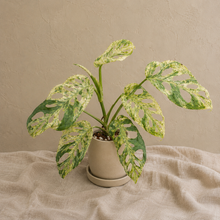 Charger l'image dans la galerie, Monstera Adansonii Mottled
