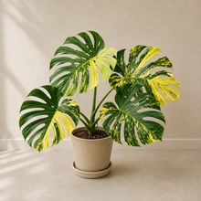 Charger l'image dans la galerie, Monstera Aurea en pot avec grandes feuilles panachées vert et jaune
