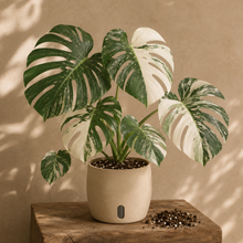 Load image into Gallery viewer, Monstera Albo en pot, grandes feuilles vertes et crème panachées
