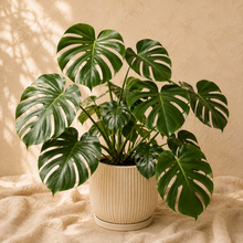 Load image into Gallery viewer, Monstera deliciosa en pot côtelé beige, feuilles vertes découpées et ajourées
