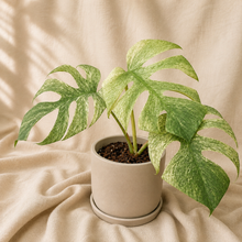 Charger l'image dans la galerie, Plante Monstera en pot, grandes feuilles ajourées vert clair avec rayures blanches
