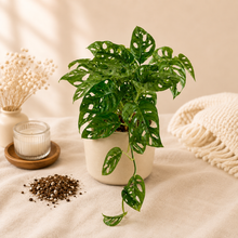 Load image into Gallery viewer, Monstera adansonii en pot blanc, feuilles vertes ajourées et retombantes
