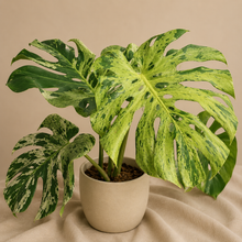 Load image into Gallery viewer, Monstera variegata en pot beige, grandes feuilles vertes à panachures claires

